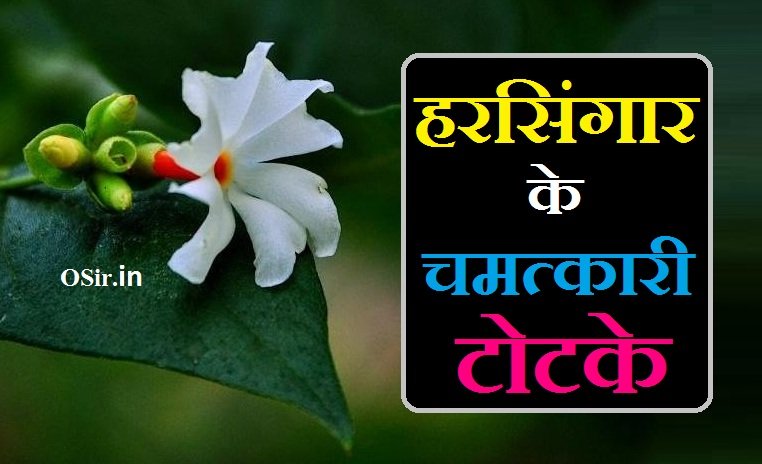 हरसिंगार के टोटके, हरसिंगार के बांदे, harsingar ke totke, हरसिंगार के बीज के फायदे, हरसिंगार के बीज, हरसिंगार के पत्तों के फायदे, हरसिंगार के पत्ते का फायदा, हरसिंगार के पत्ते के नुकसान, हरसिंगार के फायदे बताओ, हरसिंगार के फायदे बताएं, हरसिंगार के गुण, हरसिंगार के पत्ते के गुण, पारिजात का फूल कौन से भगवान को चढ़ता है, हरसिंगार का पौधा घर में लगाने से क्या होता है , Harsingar ka paudha ghar mein lagane se kya hota hai, Parijat ka phool kaun se bhagwan ko chodta hai, अमीर बनने के लिए घर में कौन सा पौधा लगाया जाता है, हरसिंगार के पत्तों का उपयोग, ज्योतिष के टोटके, हरसिंगार के लाभ, लहसुन के टोटके बताइए, हरसिंगार के नुकसान, लहसुन के टोटके बताएं, हरसिंगार के उपयोग, हरसिंगार के टोटके, Harsing ke totke,