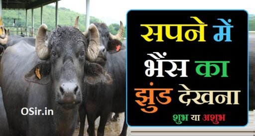 सपने में भैंस का झुंड देखना,, Sapne me bhains ka jhund dekhna,, सपने में भैंसों का झुंड देखना,, सपने में भैंस का गोबर करते देखना,, सपने में भैंस का देखना कैसा होता है,, सपने में भैंस का गोबर देखना,, सपने में भैंस का दूध देखना,, सपने में भैंस को रोते हुए देखना,, सपने में भैंस को चारा खाते हुए देखना,, सपने में भैंस को हमला करते हुए देखना,, सपने में भैंस का बच्चा देखना,, सपने में गर्भवती भैंस को देखना,, सपने में भैंस को चोरी होते हुए देखना,, सपने में मरी हुई भैंस देखना,, Sapne me bhains ka doodh dekhna,,
