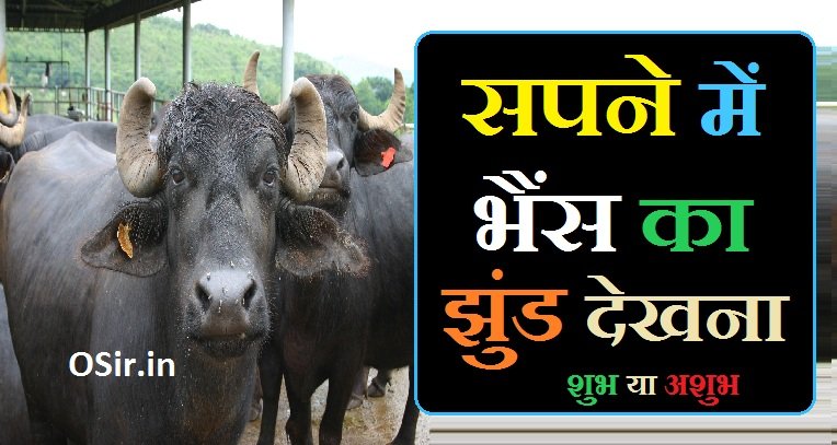 सपने में भैंस का झुंड देखना,, Sapne me bhains ka jhund dekhna,, सपने में भैंसों का झुंड देखना,, सपने में भैंस का गोबर करते देखना,, सपने में भैंस का देखना कैसा होता है,, सपने में भैंस का गोबर देखना,, सपने में भैंस का दूध देखना,, सपने में भैंस को रोते हुए देखना,, सपने में भैंस को चारा खाते हुए देखना,, सपने में भैंस को हमला करते हुए देखना,, सपने में भैंस का बच्चा देखना,, सपने में गर्भवती भैंस को देखना,, सपने में भैंस को चोरी होते हुए देखना,, सपने में मरी हुई भैंस देखना,, Sapne me bhains ka doodh dekhna,,