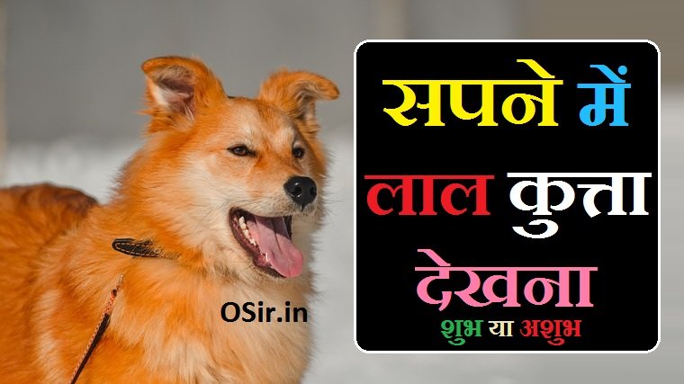 सपने में लाल कुत्ता देखना,, Sapne me lal kutta dekhna,, सपने में लाल कुत्ता देखना कैसा होता है,, lal kutta dekhna,, सपने में हंसता खेलता लाल कुत्ता देखना,, सपने लाल कुत्ते को रोते हुए देखना,, सपने में लाल कुत्ते को घायल अवस्था में देखना,, सपने में लाल कुत्ते को उदास बैठा देखना,, सपने में लाल कुत्ते को किसी के पीछे भागते हुए देखना,, सपने में लाल कुत्ते को भौंकते हुए देखना,, सपने में लाल कुत्ते को मरे हुए देखना,, सपने में एक साथ कई सारे लाल कुत्ते देखना,, Sapne me hansta khelta lal kutta dekhna,, Sapne me lal kutte ko rote hue dekhna,, Sapne me lal kutte ko ghayal awastha me dekhna,, Sapne me lal kutte ko udas baitha dekhna,, Sapne me lal kutte ko kisi ke piche bhagte hue dekhna,, Sapne me lal kutte ko bhaukte hue dekhna,, Sapne me lal kutte ko mre hue dekhna,, Sapne me ek saath kai sare lal kutte dekhna,,