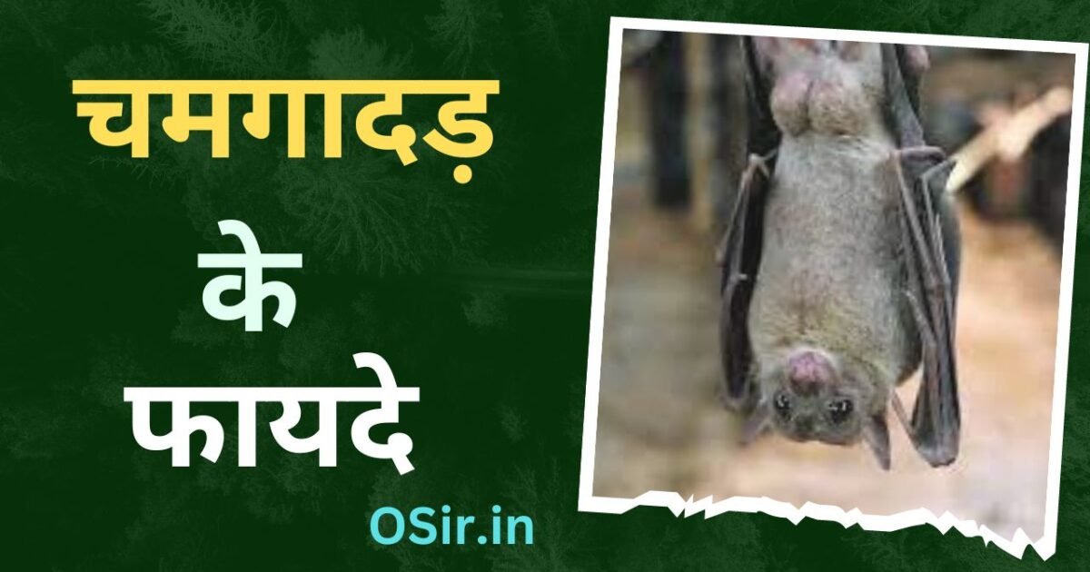 चमगादड़ के फायदे, चमगादड़ के फायदे और नुकसान, चमगादड़ के फायदे, चमगादड़ के बारे में, चमगादड़ के बारे में जानकारी, चमगादड़ के नुकसान, chamgadar ke fayde, Chamgadar se nuksan, chamgadar ke fayde aur nuksan, chamgadar se kya fayde hote hai , chamgadar se kya nuksan hote hai , Chamgadar ke kya fayde hai , chamgadar ke kya kya fayde hai , chamgadar ke kaun se fayde nuksan hai , chamgadar ke fayde nuksan ke bare me batao ,